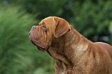 DOGUE DE BORDEAUX 250